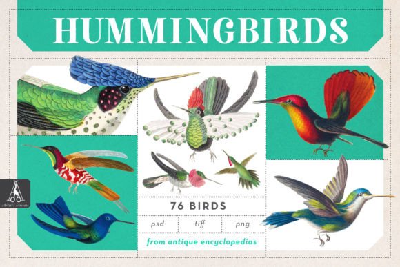 76 Vintage Hummingbird Illustrations for Modern Projects