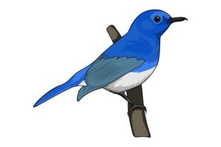 Bird Illustrations: A Designer's Guide to This Versatile Creative Asset