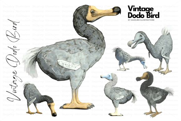 Reviving History: Vintage Dodo Illustrations for Modern Design